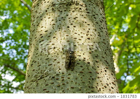 蟬 蝗蟲 蟲子 1831783