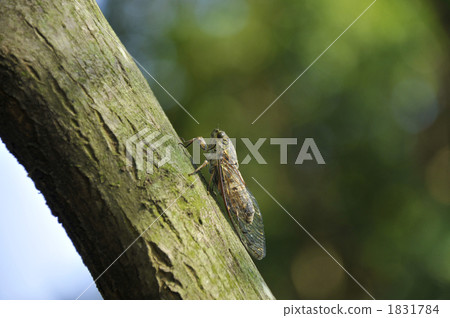 ツクツクボウシ 1831784