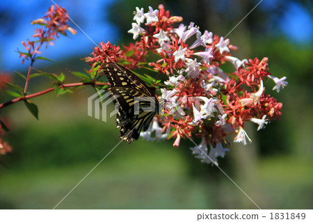 從阿貝利亞吮吸蜂蜜的黑鬍子 1831849