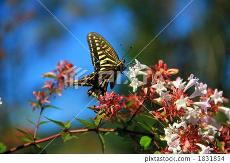 從阿貝利亞吮吸蜂蜜的黑鬍子 1831854