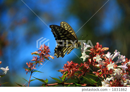 從阿貝利亞吮吸蜂蜜的黑鬍子 1831862