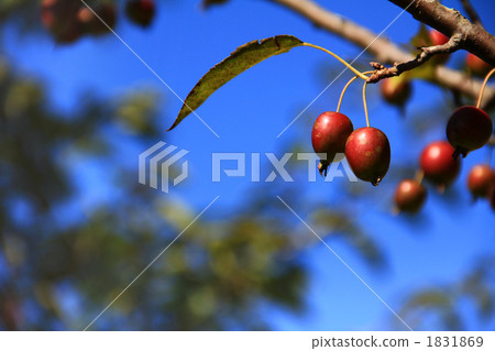 公主蘋果 1831869