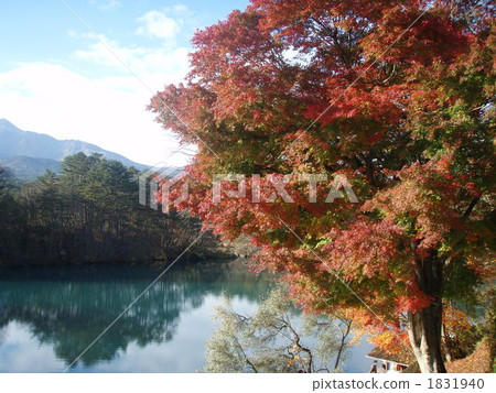 自然 紅葉 楓樹 1831940