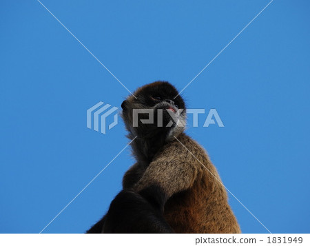 杰弗裡蜘蛛猴 杰弗裡蜘蛛猴 1831949