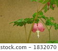 bleeding heart, lamprocapnos spectabilis, botanic 1832070