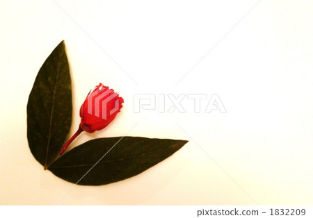 玫瑰乾花 1832209