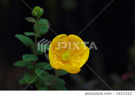 Golden thread plum 1832322