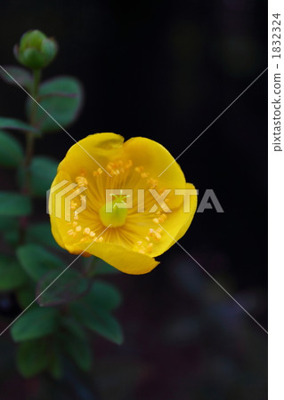 Golden thread plum 1832324