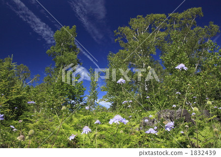 Matsumushisou 1832439