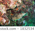 豪豬魚 豪豬魚 1832534