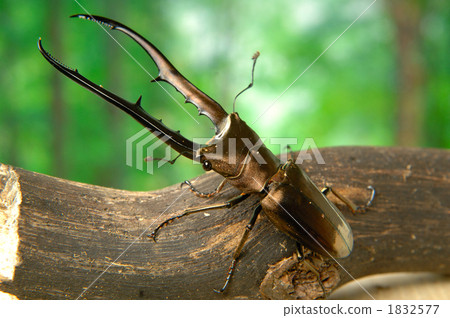 Metalliferhosoaka stag beetle 1832577
