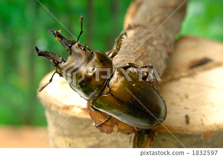 Rosenberg Ougonioni Quaggata 1832597