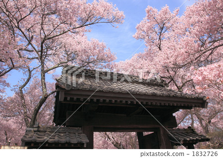 高藤城跡公園的櫻花 高藤城跡公園的櫻花 1832726