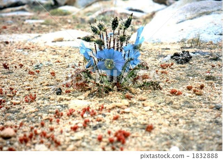 blue poppy, meconopsis, botanic 1832888