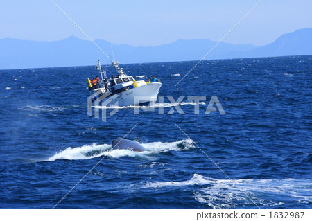 Rausu灣的抹香鯨 Rausu灣的抹香鯨 1832987