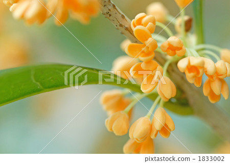 Kinmokusei Kanagi 犀 Kinmokusei Kinmokusei Kanagi 犀 Kinmokusei 1833002