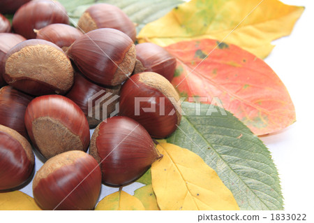 Chestnut Chestnut 1833022