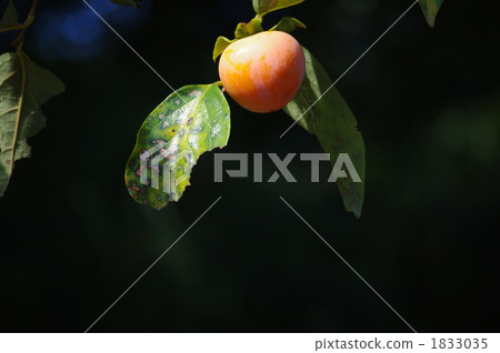 柿子在完美的時候 1833035