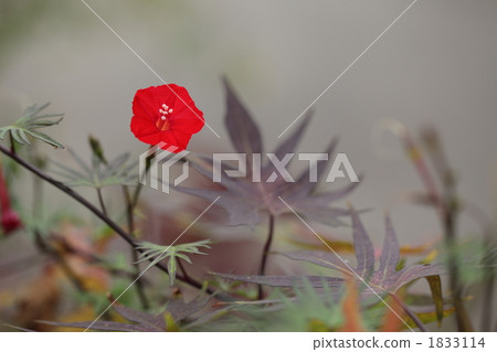 Miniature morning glory Hagoromo Roukousou (Red rushes) 1833114