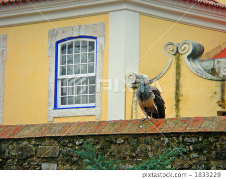 Peacock of Portugal Peacock of Portugal 1833229