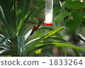 hummingbird, bird, birds 1833264