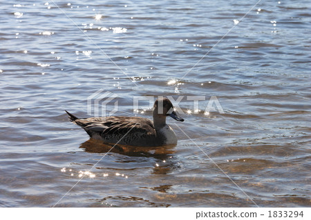 小長鴨 小長鴨 1833294