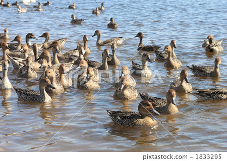 Pintail 1833295