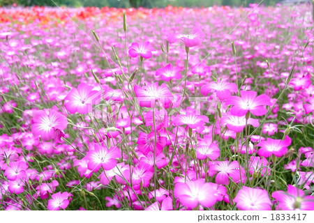 Agrostima鬱鬱蔥蔥的鮮花和淡紫色的花朵盛開 Agrostima鬱鬱蔥蔥的鮮花和淡紫色的花朵盛開 1833417