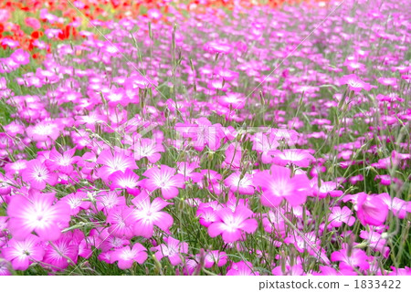 Agrostima's lush flowers with light purple flowers are in full bloom Agrostima's lush flowers with light purple flowers are in full bloom 1833422