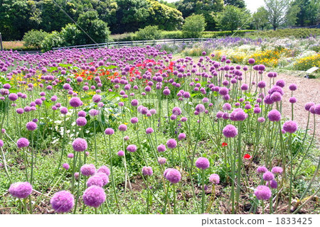 Arium's flower garden with flowering purple flowers 1833425