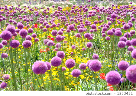 Arium's flower garden with flowering purple flowers Arium's flower garden with flowering purple flowers 1833431