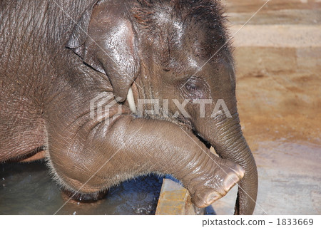 我洗完澡了 1833669