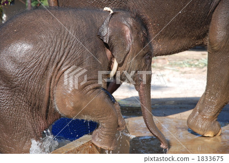 Oyatsu先生 1833675