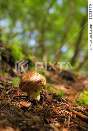 It was Matsutake. 1833779