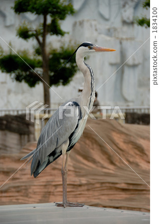 麻生703 麻生703 1834100