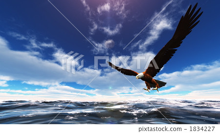 鷹 老鷹 白頭海雕 1834227