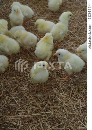 Chick	 1834334