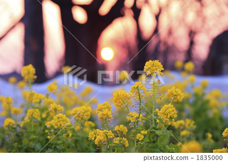 強姦花田和日落 強姦花田和日落 1835000