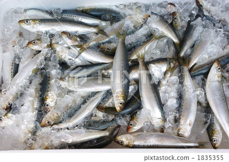 沙丁魚 1835355