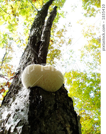 Yamabushitake 1835410