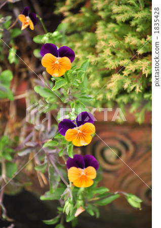 三色堇 中提琴 野生三色堇 1835428