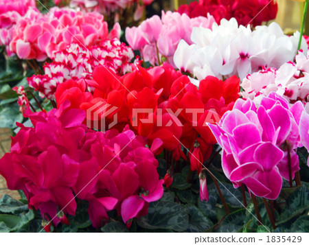 Cyclamen 1835429