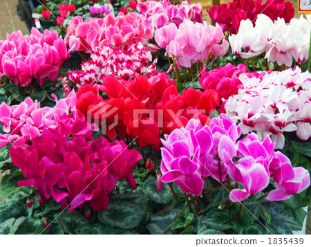Cyclamen 1835439