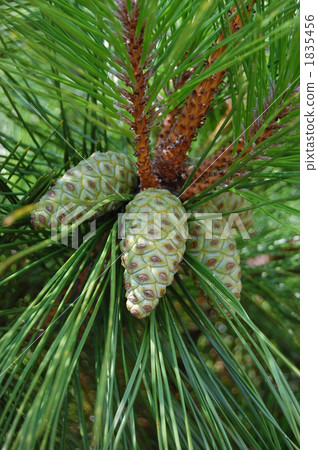 Pinecone 1835456