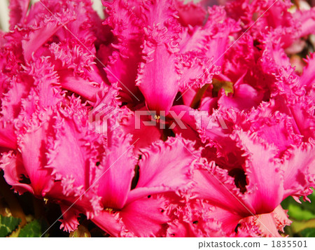 仙客來 仙客來 1835501