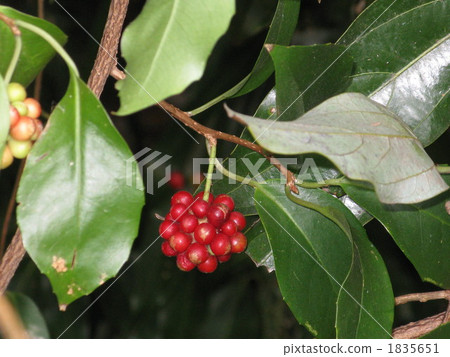 Sanekazura fruit 1835651