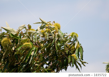 Chestnut Tree 1835722