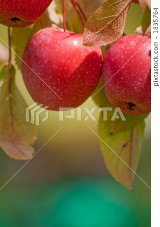 Himeringo Himeringo 1835764