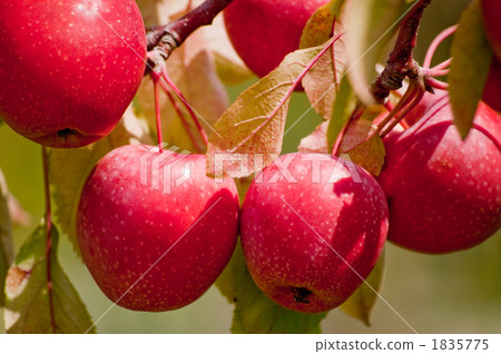 Himeringo Himeringo 1835775