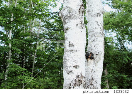 Nagano Prefecture Norikura Highland Shirakaba Tree 1835982